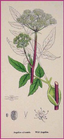 Illustration of Angelica Plant