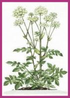 Drawing of Angelica Plant