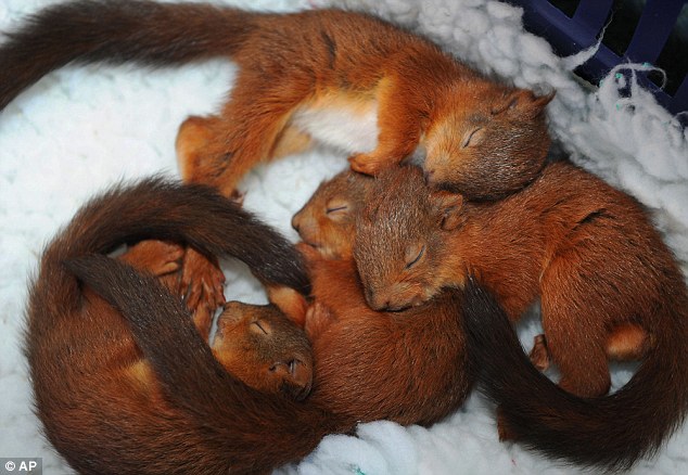 Baby Squirrels rescued