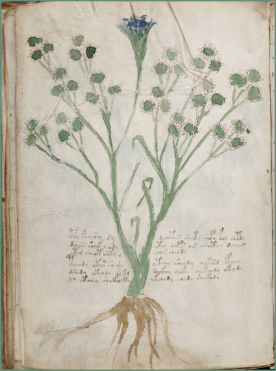 Voynich Manuscript Herbal illustrations