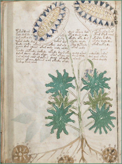 Voynich Manuscript Herbal illustrations