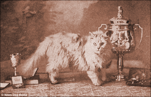  Fulmer Zaida, an early champion cat