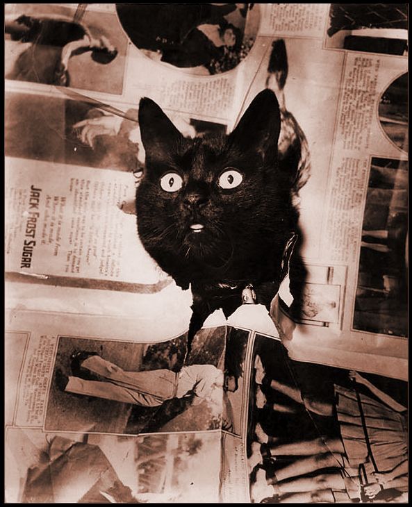 Fechner Black Cat 1930