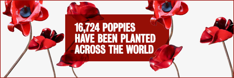 16724 k poppies around the world