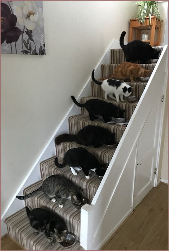 8 Cats Feeding on the Stairs