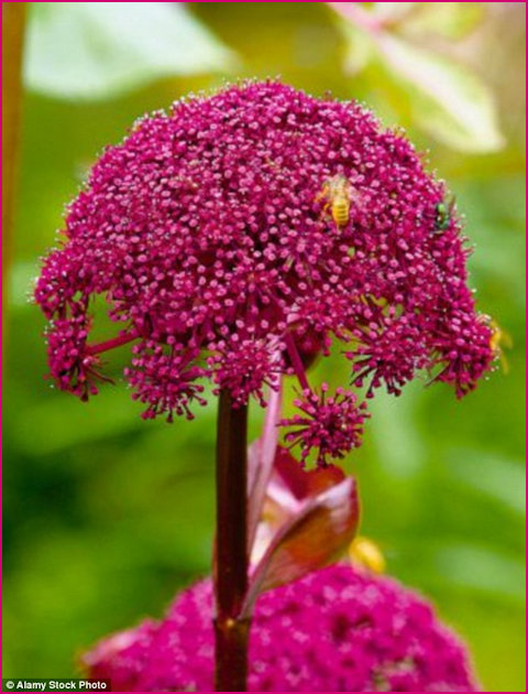 Angelica Gigas