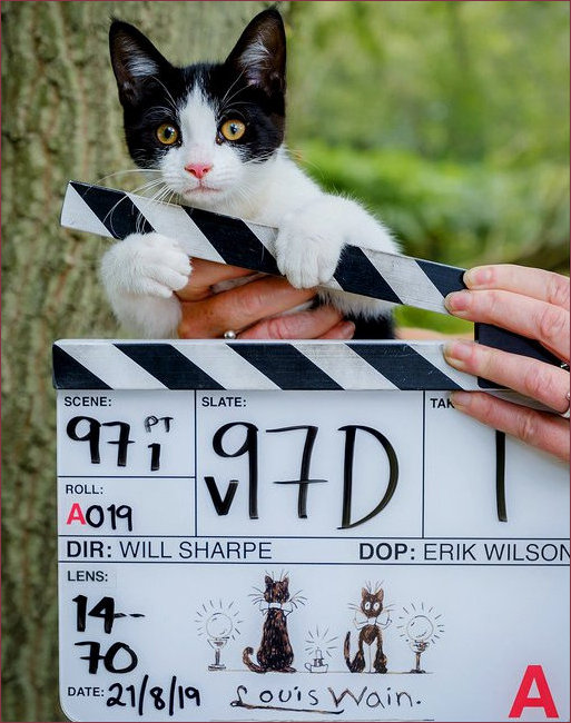 Cat Board snnouncing new Wain biopic