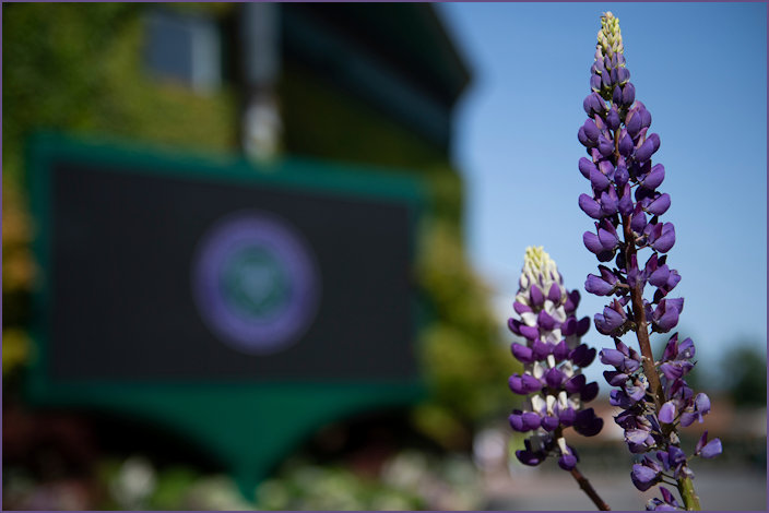 Official announcement of the cancellation of Wimbledon 2020