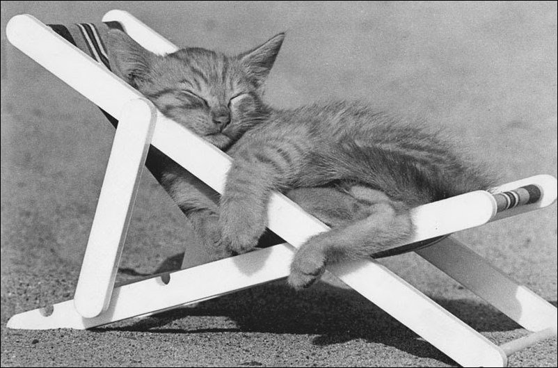Cat Nap by David McEnery