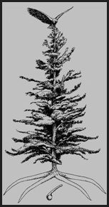 5 Nations Tree