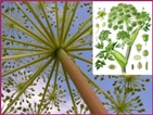 Botanical views