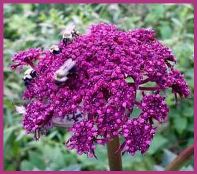 Angelica Gigas