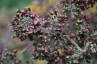 Angelica Gigas