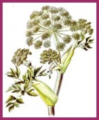 Angelika Illustration