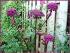 Purple Angelika