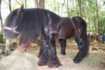 The Moulassier