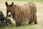 The Poitou Donkey