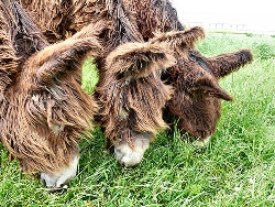 Trio of Donkeys
