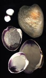 Quaho Shell