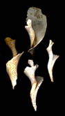 Whelk Column