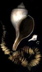 Whelk Shells