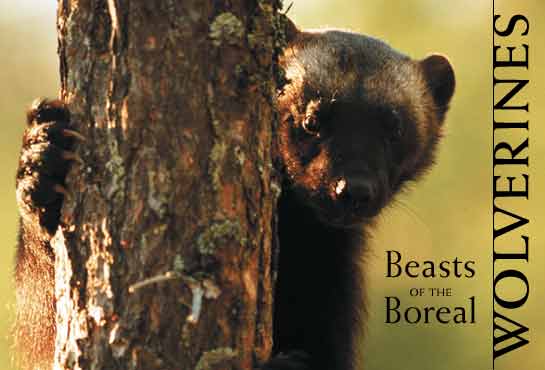 Wolverine in Finland