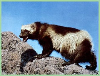 The Wolverine on a ridge