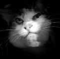 Ghostly Scanner Cat