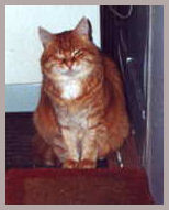 Anne Golon's Cat Boopy