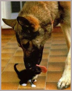 Alsation licking black and white kitten
