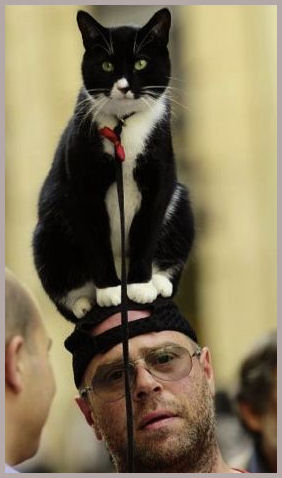Cat on Head