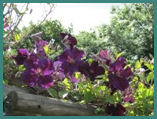 Photo 1 for Dispatch Flowers
