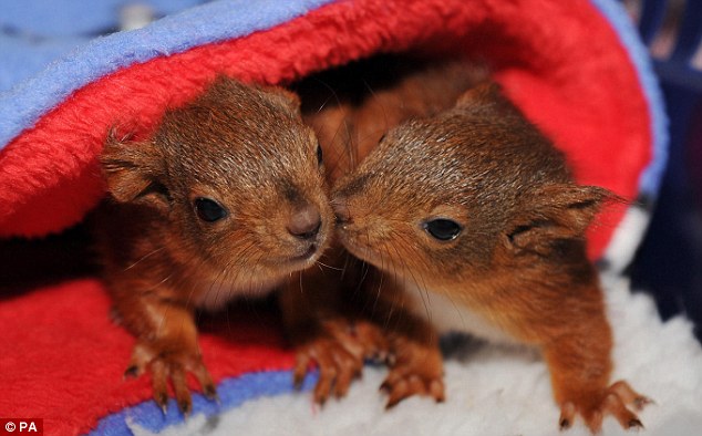 Squirrels kissing