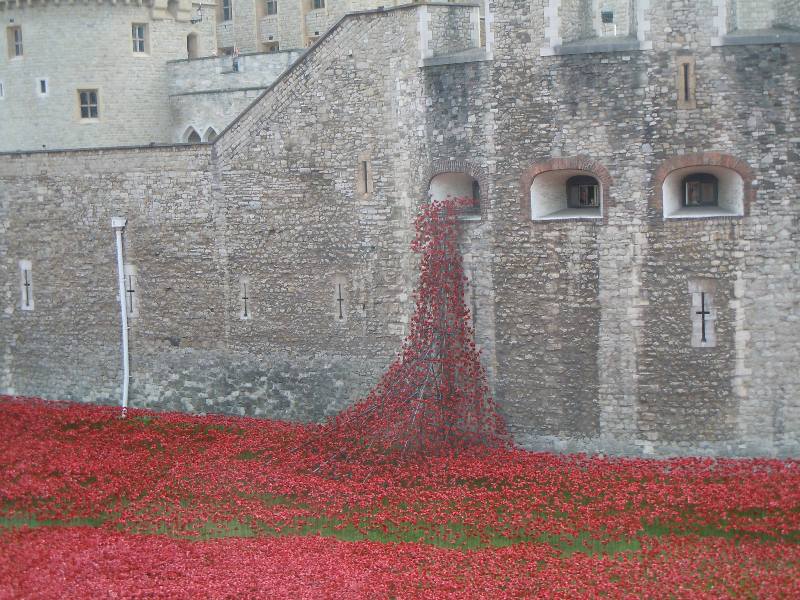 Carol - Cascading Poppies