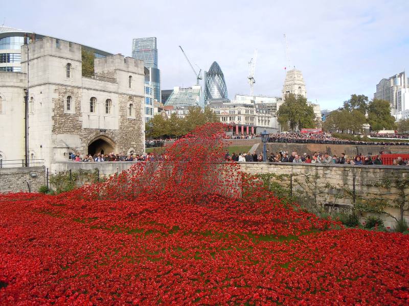 Carol - Rising Poppies