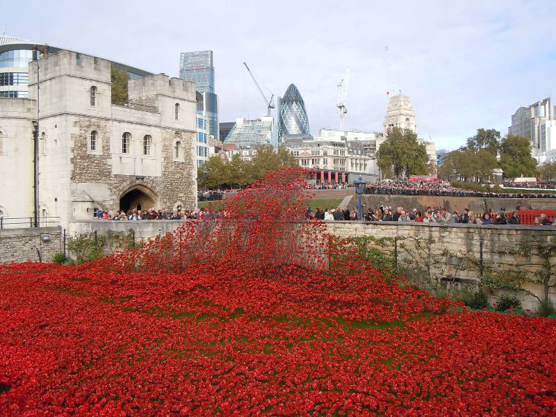 Carol - Rising Poppies