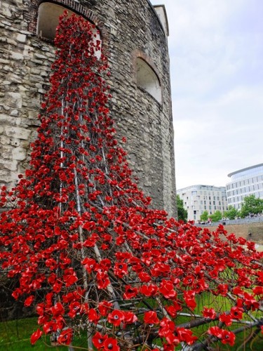 Cascading Poppies