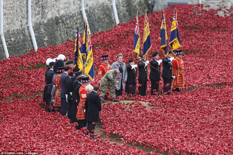 The finally poppy is planted on 11.11.2014