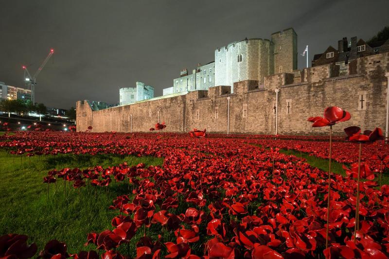 Spectacular night view of the poppies