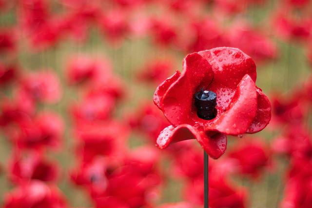 A poppy head and above the masses