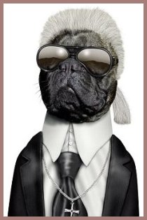 MiB Judge as cat