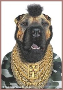 Mr T as a cat