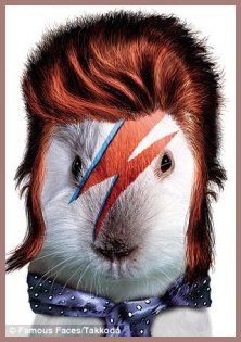 Ziggy Stardust as cat