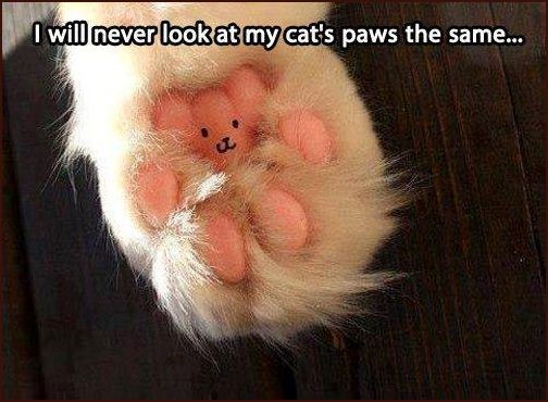 Teddy Paw