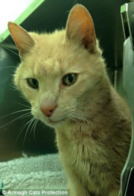Tigger in Armagh Cats Protection