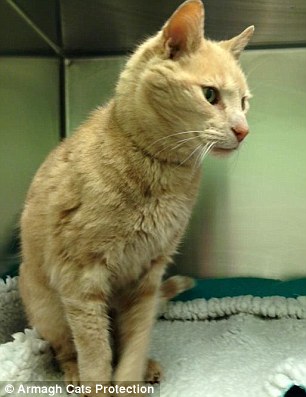 Tigger in Armagh Cats Protection