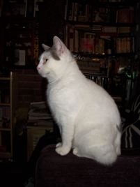 Tinkerbell Portrait Profile