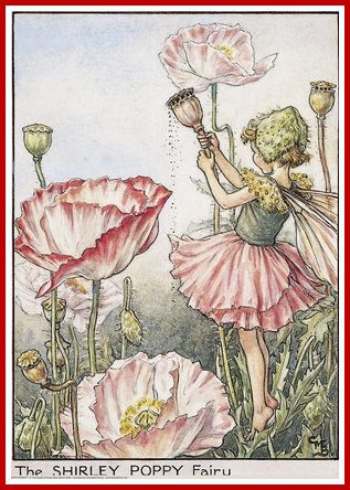 Poppy Fairy alt