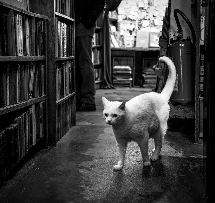 Kitty patrolling