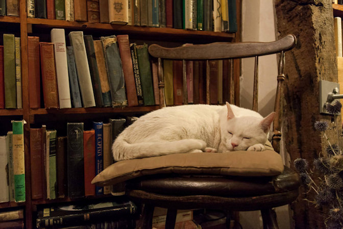 Kitty Shakespeare Shop Cat